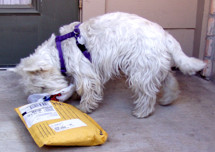 Miss Muffit receives a package from Annabelle (Mike & Megan Burgess)