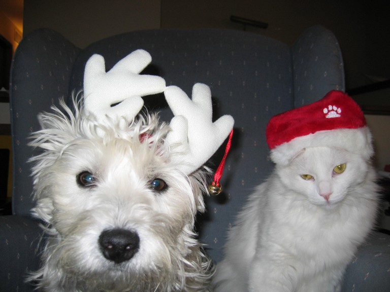 The Grinch and the Dog